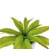Greenery;Green